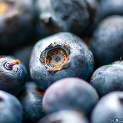 Local blueberry picking close-up